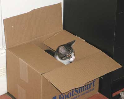 Cats in Containers