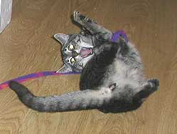 Cute enough to be illegal