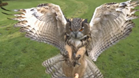 Eagle Owl at 1000 frames/secondEagle Owl at 1000 frames/second