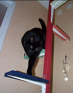 Cat Ladders