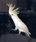 Cockatoo Dancer